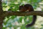 Junges Eichhörnchen
