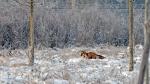 Fuchs im Schnee