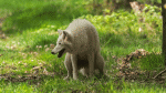 Polarwolf - GIF