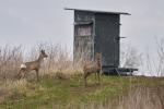 Rehe