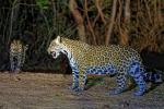 Jaguar Pantanal