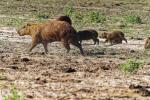 Capybaras Pantanal
