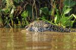 Jaguar im Pantanal