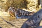 Riesenotter Pantanal