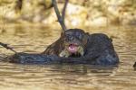 Riesenotter Pantanal