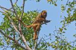 Brüllaffe im Pantanal