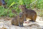 Capybaras im Pantanal