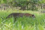 Jaguar im Pantanal