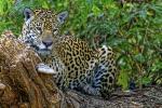 Jaguar im Pantanal