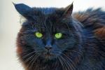 Katze