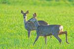 Rehe