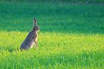Hase
