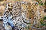 Leopard in Moholoholo