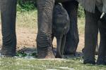 Elefantenbaby am Kazinga channel