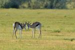 Springböcke Etosha