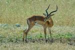 Impala  Etosha