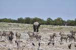 Elefant Etosha