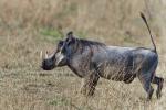 Warzenschwein