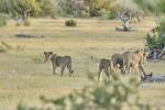 Löwen Etosha