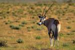 Oryx Etosha