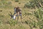 Springbock Etosha