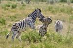 Zebrakampf Etosha