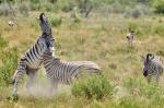 Zebrakampf Etosha