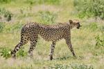 Gepard Etosha