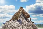 Geparden Etosha