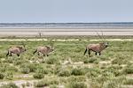 Oryx Etosha