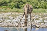 Giraffen Etosha