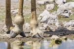 kranke Giraffe Etosha