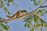 Baumhörnchen Namibia