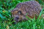 Igel