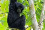 Siamang