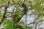 Silberlangur