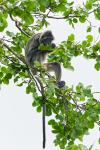 Silberlangur