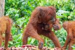 Borneo Orang Utan