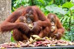 Orang Utan Borneo