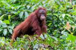 Borneo Orang Utan