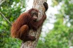 Borneo Orang Utan
