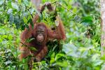 Borneo Orang Utan