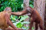 Orang Utan Borneo