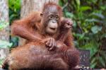 Orang Utan Borneo