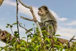 Silberlangur