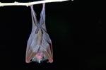 Fledermaus kalimantan