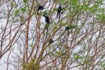 Brüllaffen am Amazonas