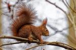 Eichhörnchen