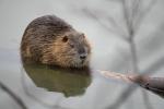 Nutria1