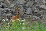 Rehe auf der Abraumhalde